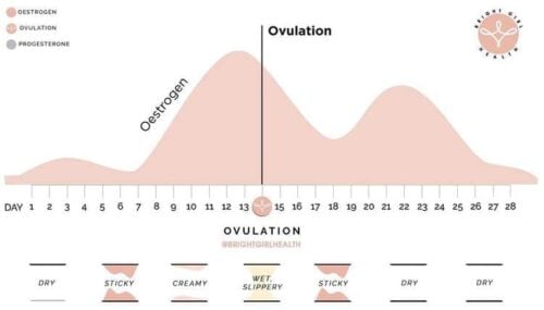 Egg White Discharge & Fertility: What Does It Mean?