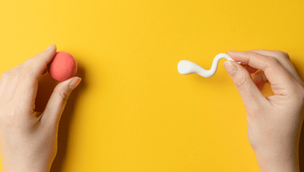How To Produce More Healthy Sperm Male Fertility Explained Fertility2Family Australia
