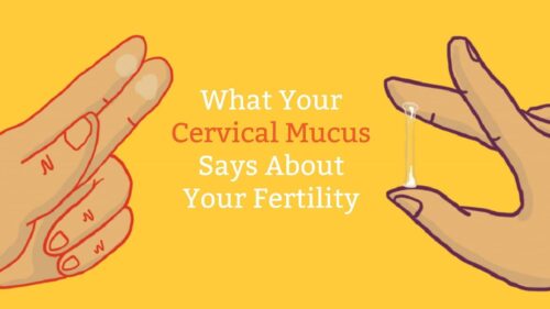 egg white cervical mucus and ovulation timing Australia
