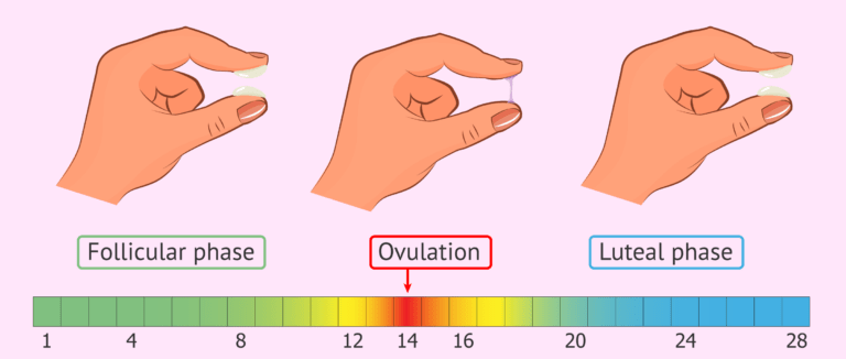 egg-white-discharge-and-ovulation-fertile-mucus-signs