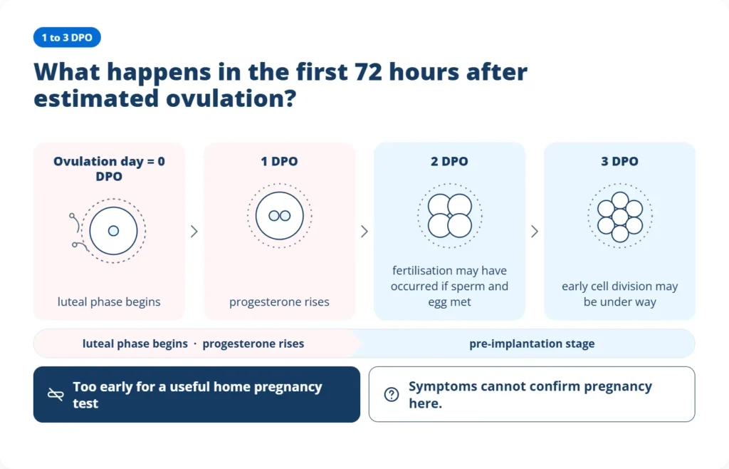 1 to 3 DPO timeline showing what happens during the first days after ovulation