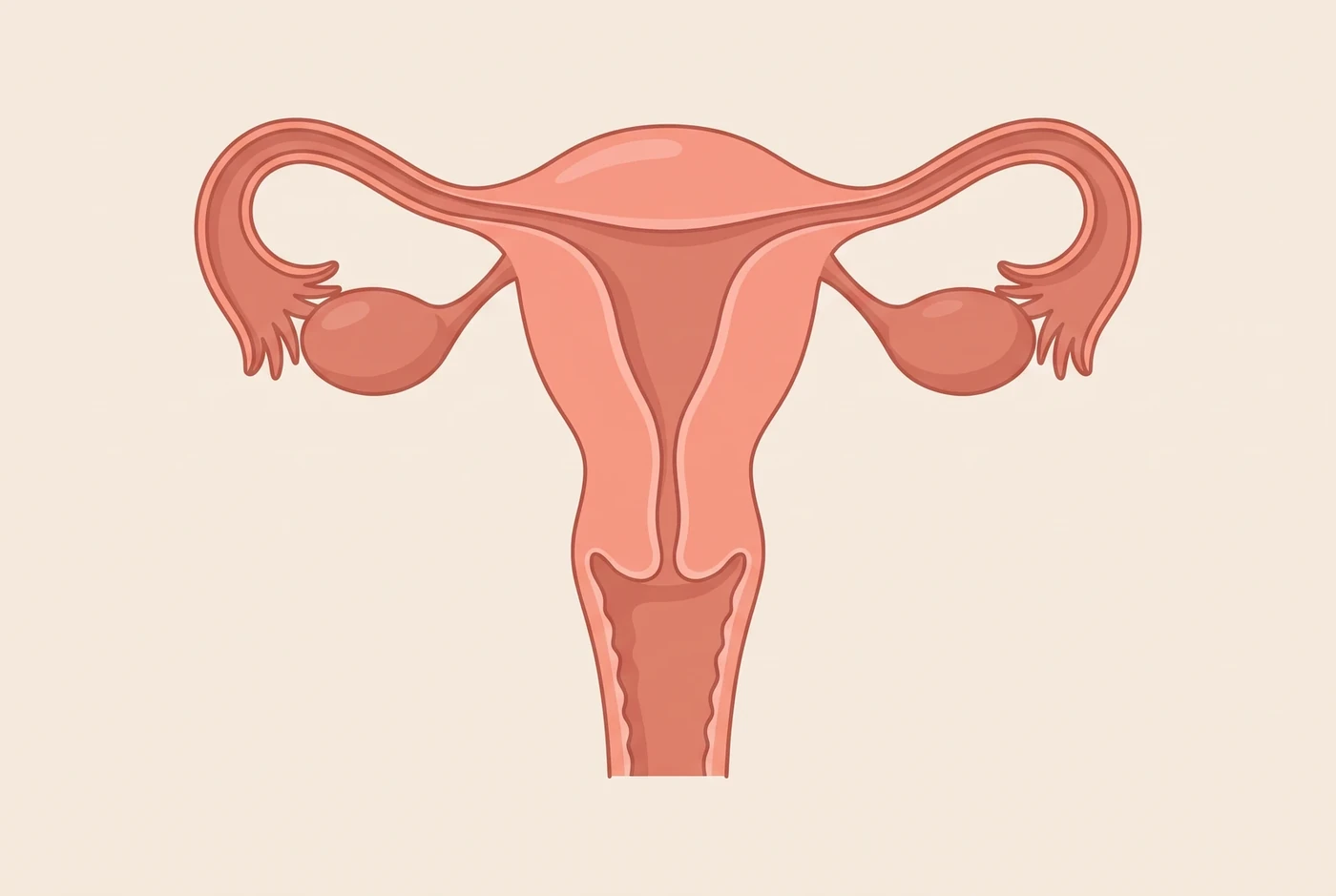Unlabelled illustration of uterus, fallopian tubes, ovaries and cervix